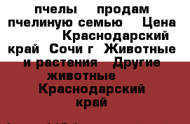 пчелы!!! продам пчелиную семью! › Цена ­ 9 000 - Краснодарский край, Сочи г. Животные и растения » Другие животные   . Краснодарский край